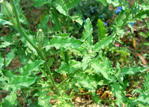   Plants